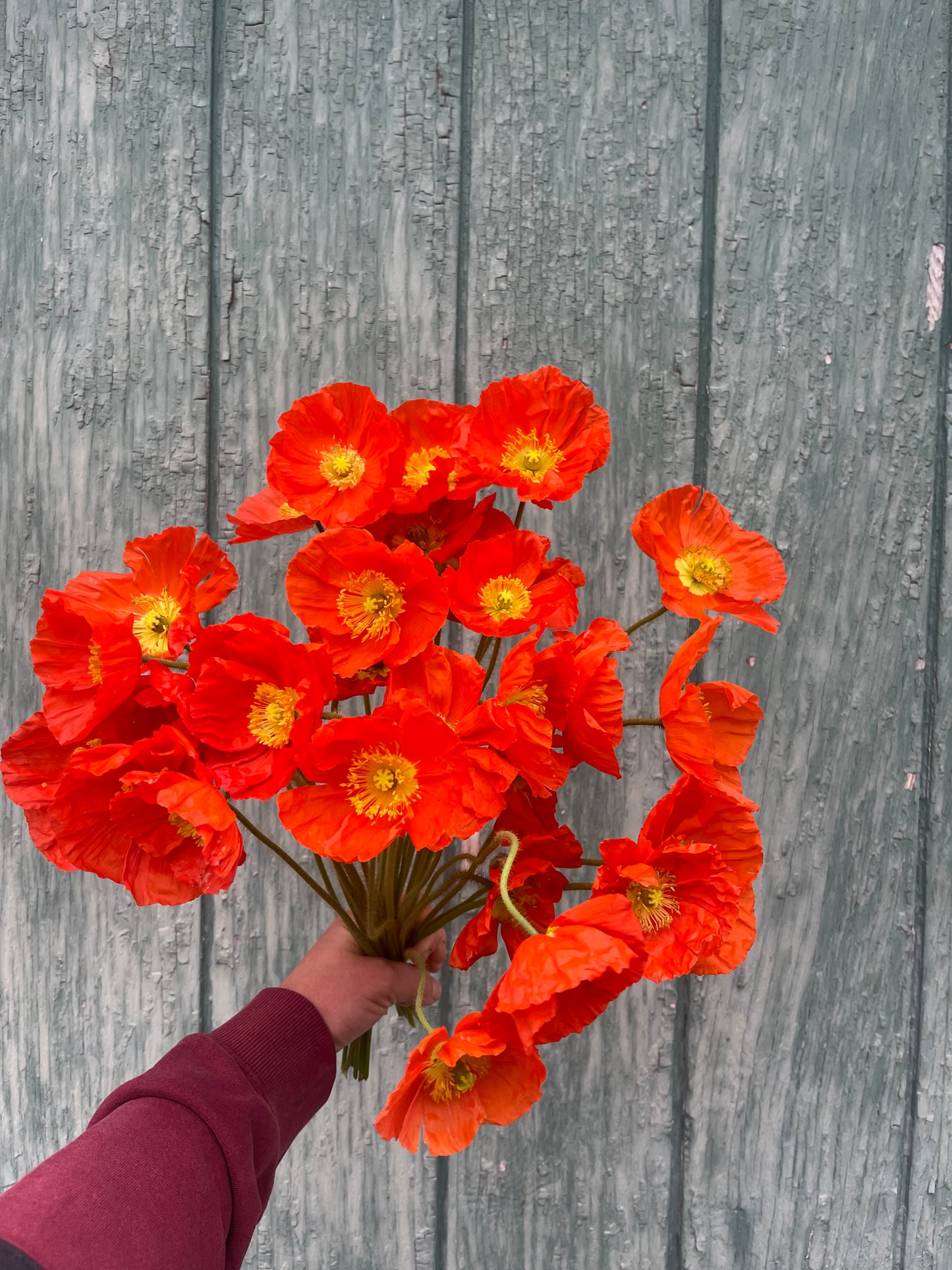 Poppy Farm Bunch