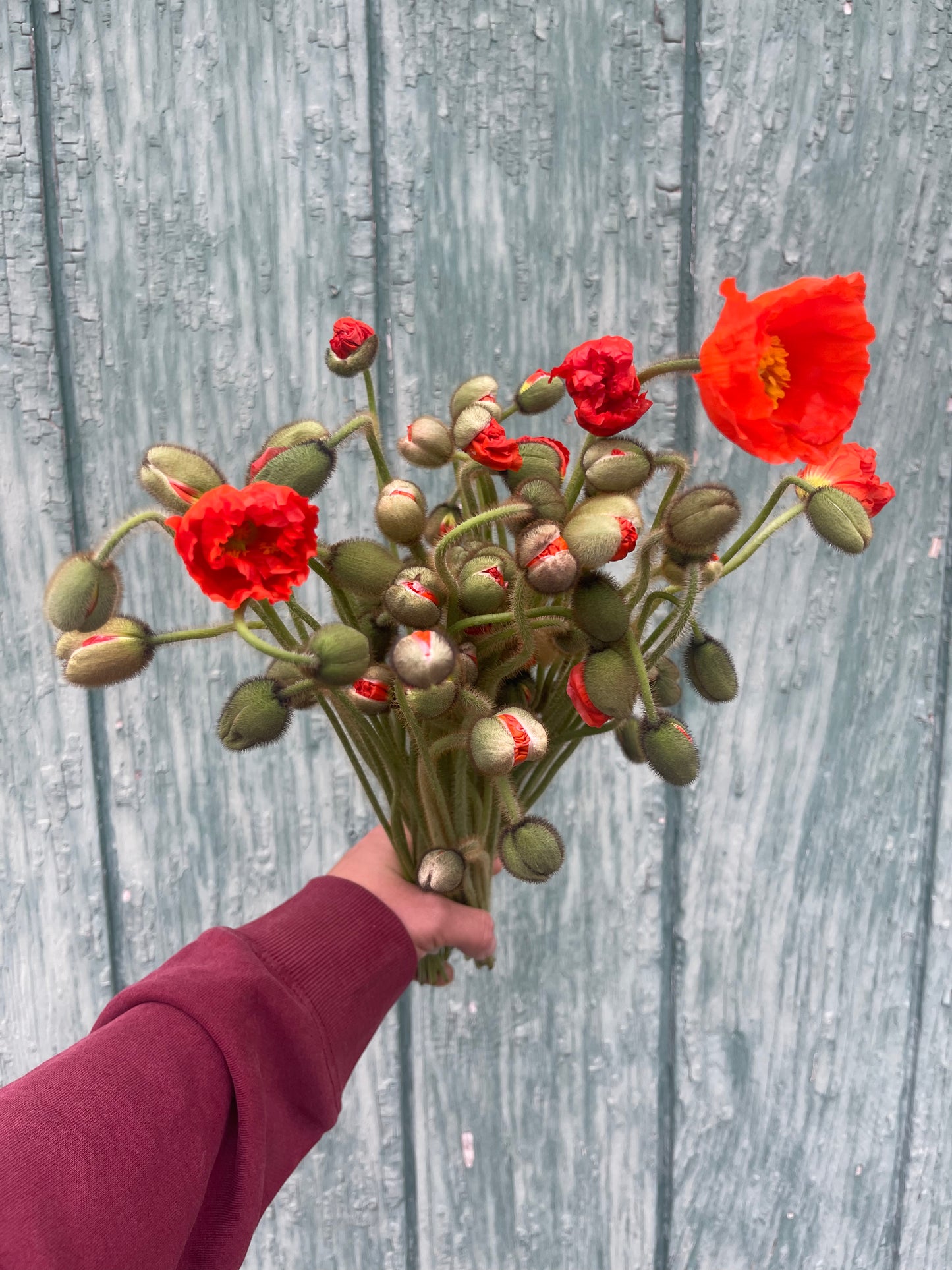 Poppy Farm Bunch