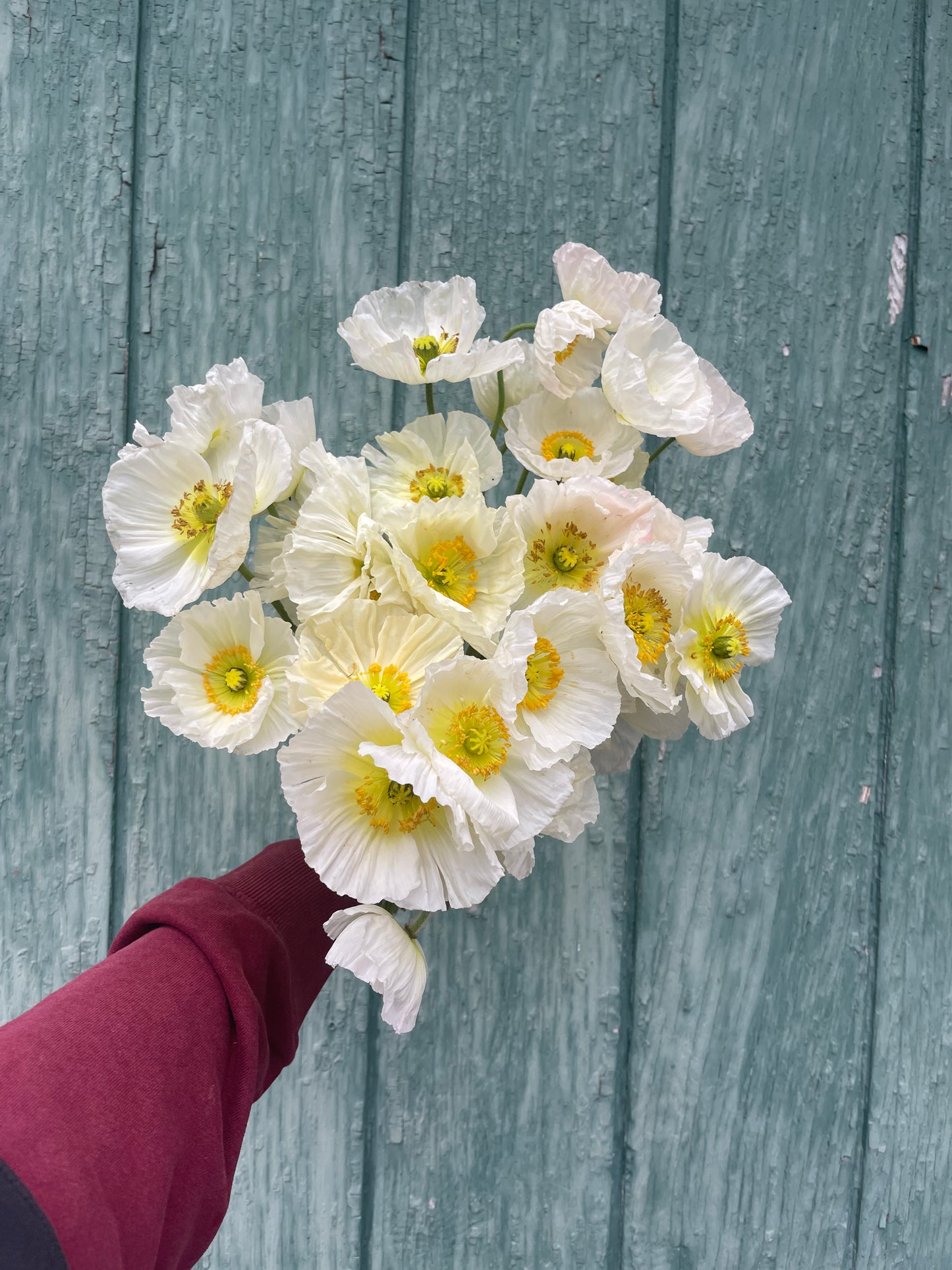Poppy Farm Bunch