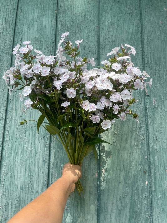 Phlox Farm Bunch