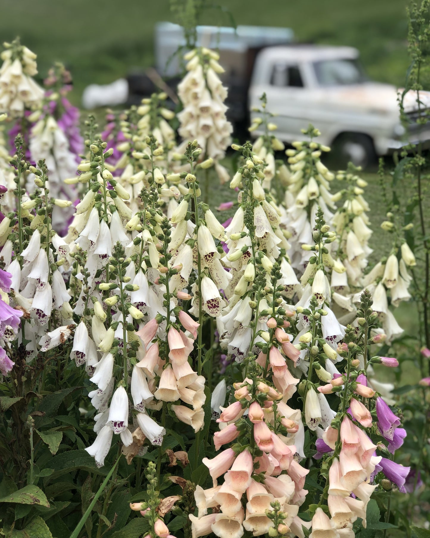 You-Pick Flowers at the Farm