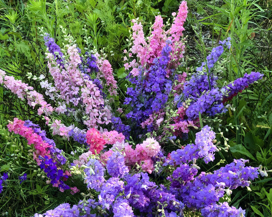Larkspur Farm Bunch
