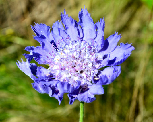 Scabiosa Farm Bunch