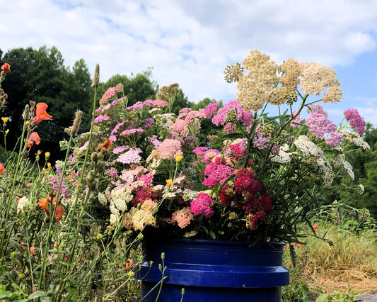 Yarrow Farm Bunch