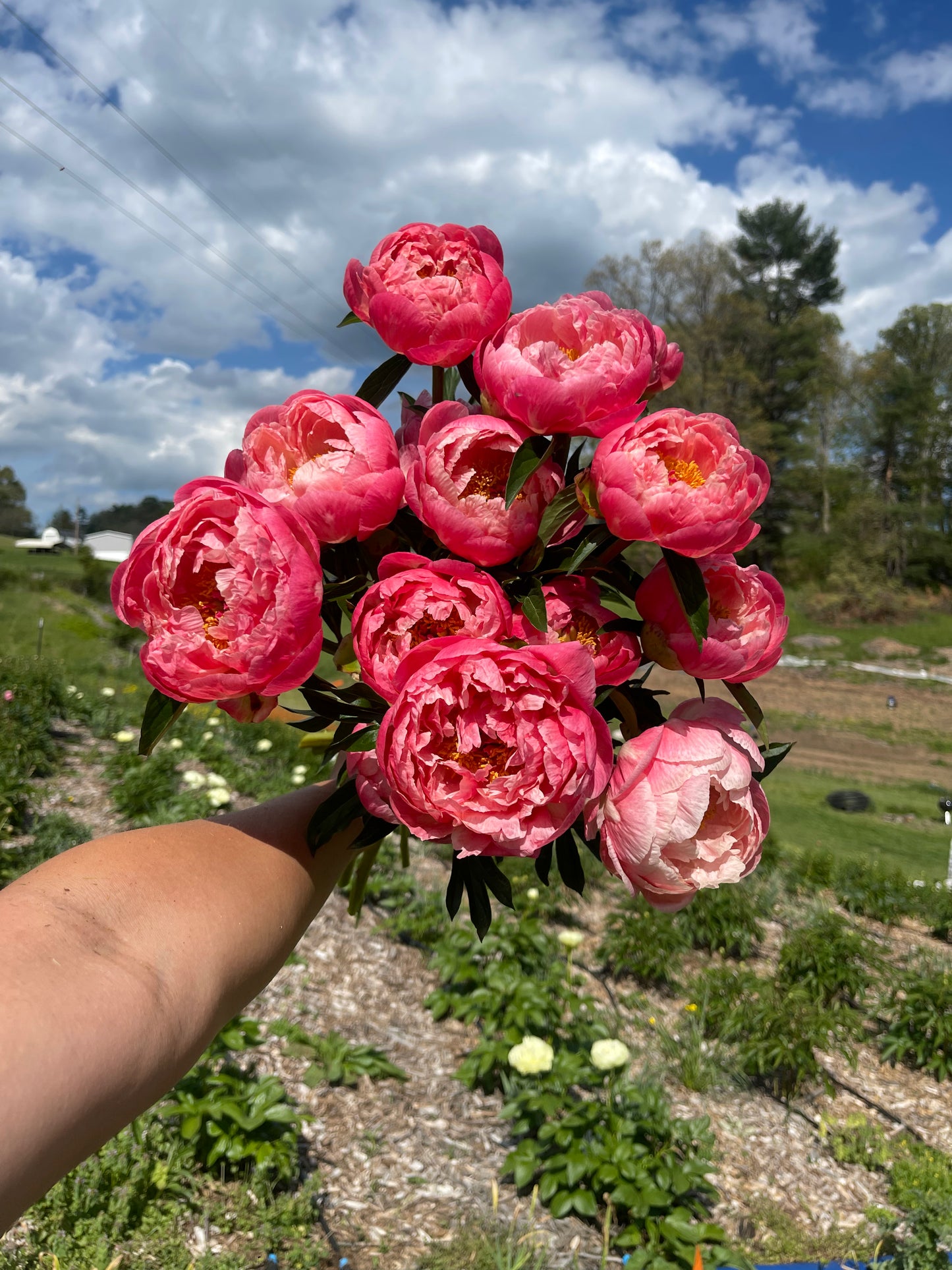 Peony Farm Bunch