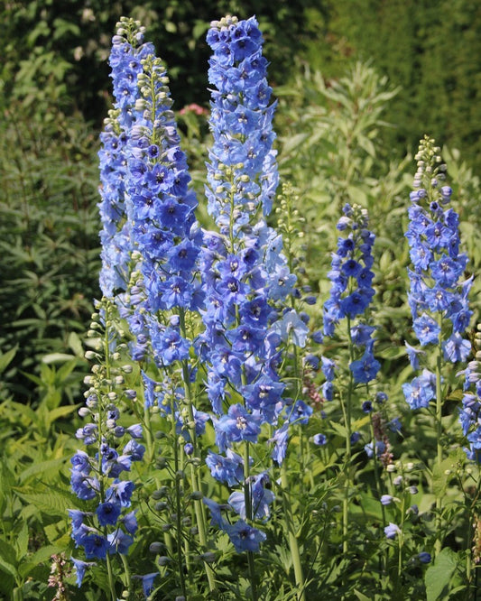 Delphinium Farm Bunch
