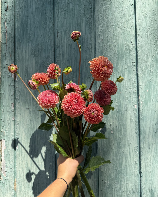 Dahlia Farm Bunch
